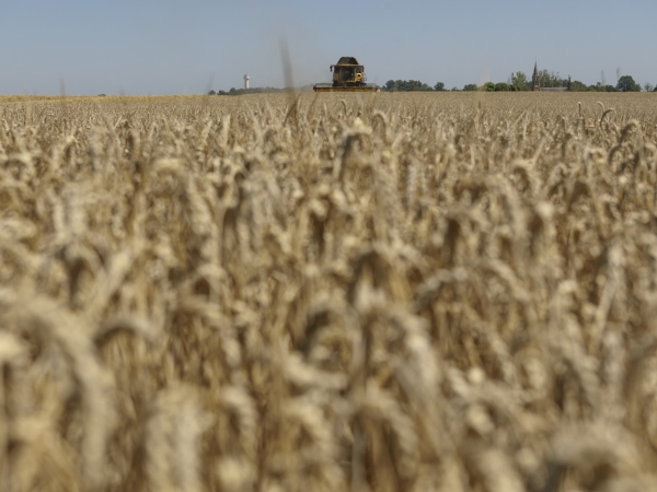 Contrat de solutions maladies du blé tendre