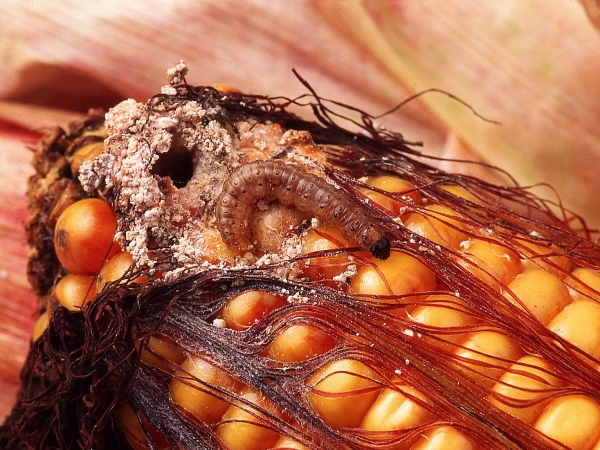 Lutter contre la pyrale du maïs à l'aide d'auxiliaires naturels