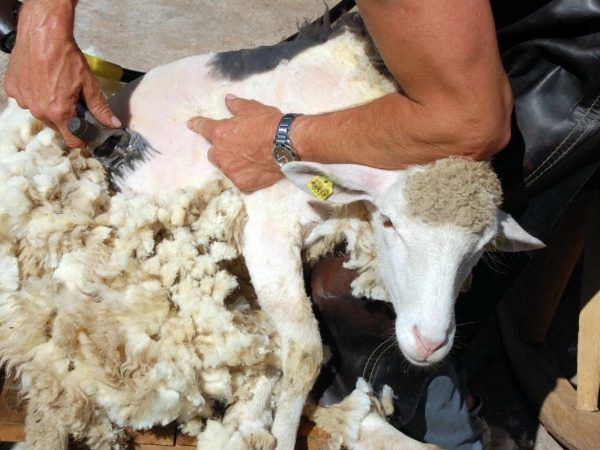 Valoriser les coproduits ovins en France