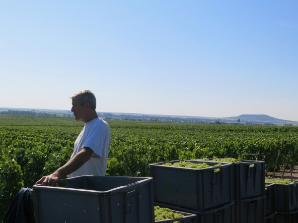 Un accord salarial en viticulture pour s'adapter à la nouvelle convention collective