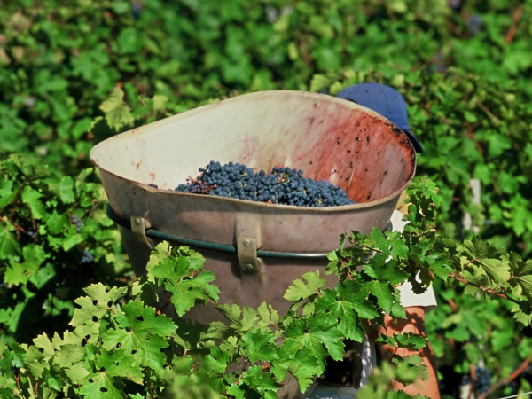 La part de la Bourgogne dans les bons résultats viticoles de la France