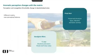 La désalcoolisation modifie la perception des arômes : elle accentue les notes florales et fruitées du sauvignon blanc, tandis que le pinot noir conserve sa structure et révèle des nuances épicées, balsamiques et lactées.