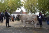 super prix honneur taureau élevage baudin sophie et françois