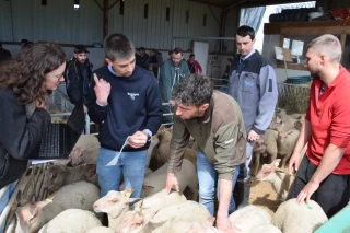 L'OS Mouton Charollais teste la résistance au parasitisme à Palinges