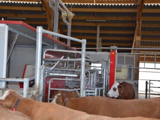 Trier les vaches sans qu’elles ne s’en rendent compte !