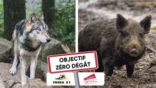 Dégâts de gibier, grands prédateurs : ça suffit !