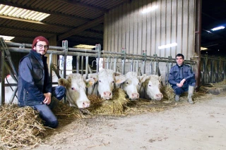 Jugement de bétail de Saizy