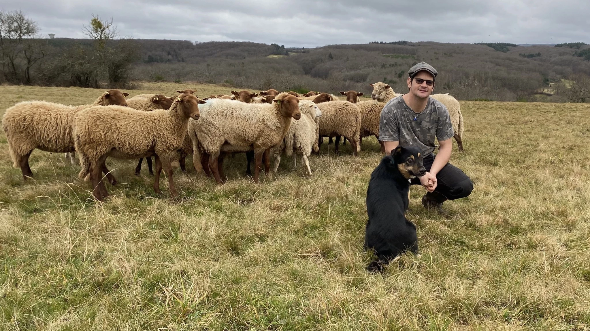 Des brebis et des chiens