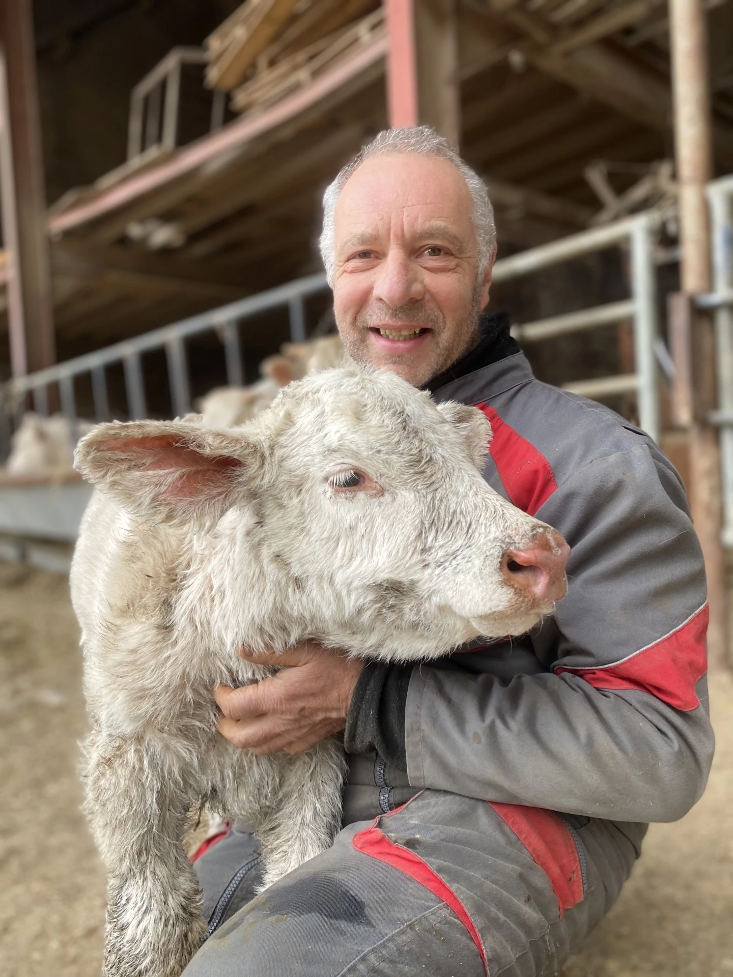 Point de vue sur le charolais Une pureté à bien préserver