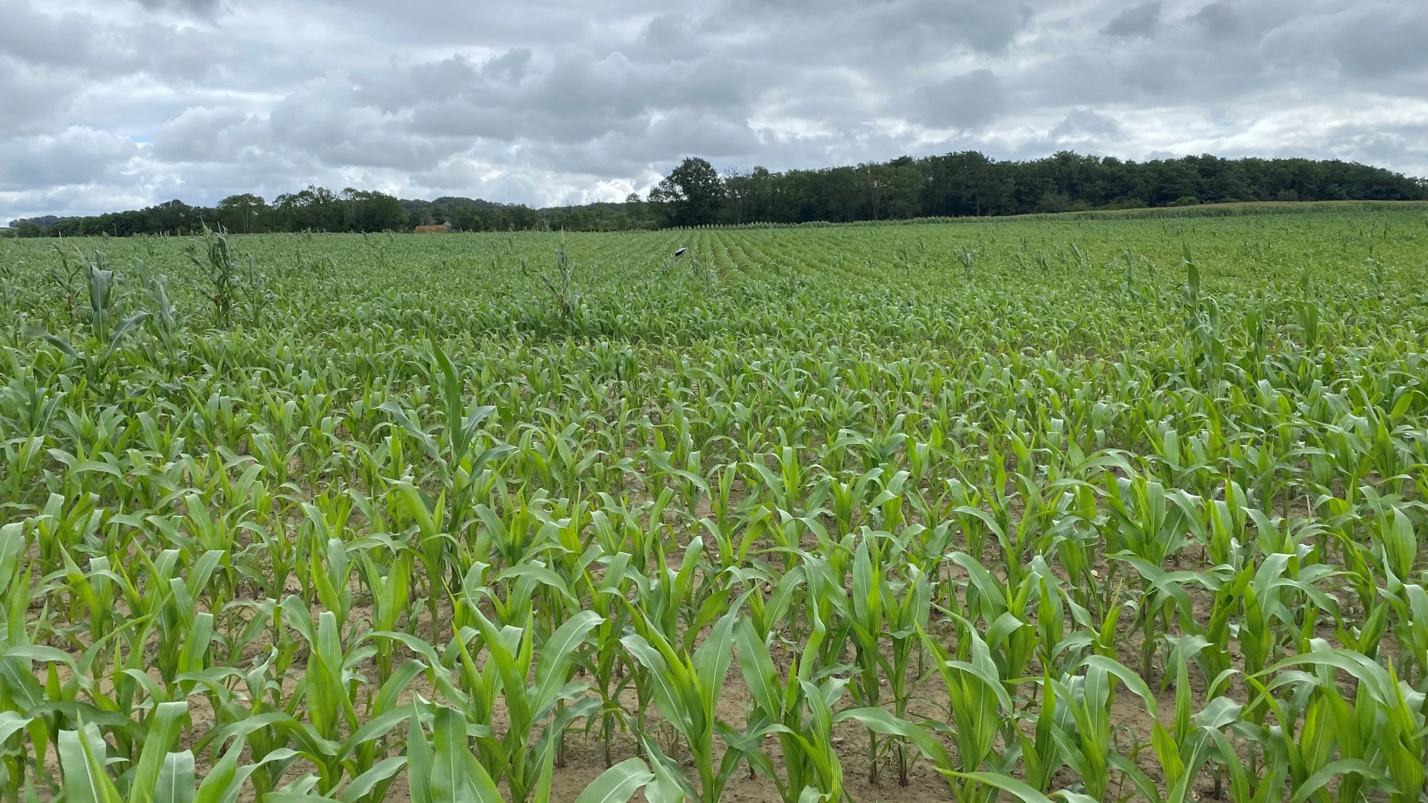 Dégâts d'oiseaux sur culture.
