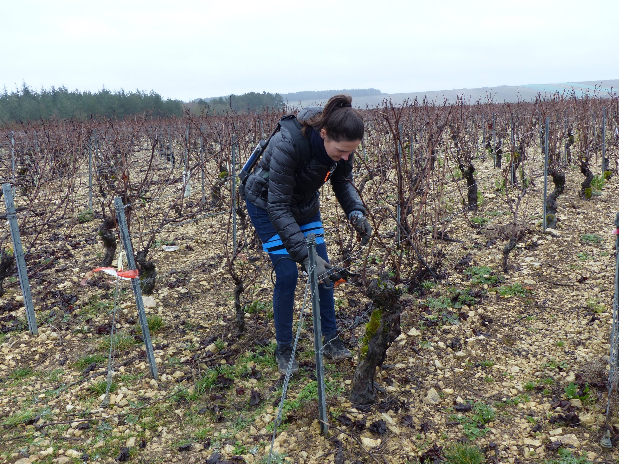 Taille de la vigne