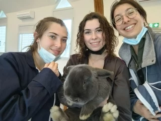 Les animaux : créateurs de liens 