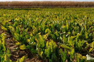 La recherche progresse face à la jaunisse de la betterave