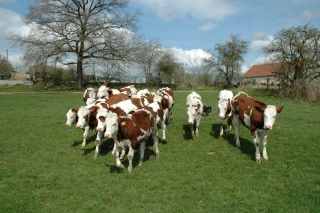 Dossier Mise l'herbe 2