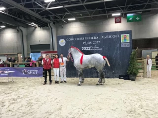 Un étalon qui fait mouche