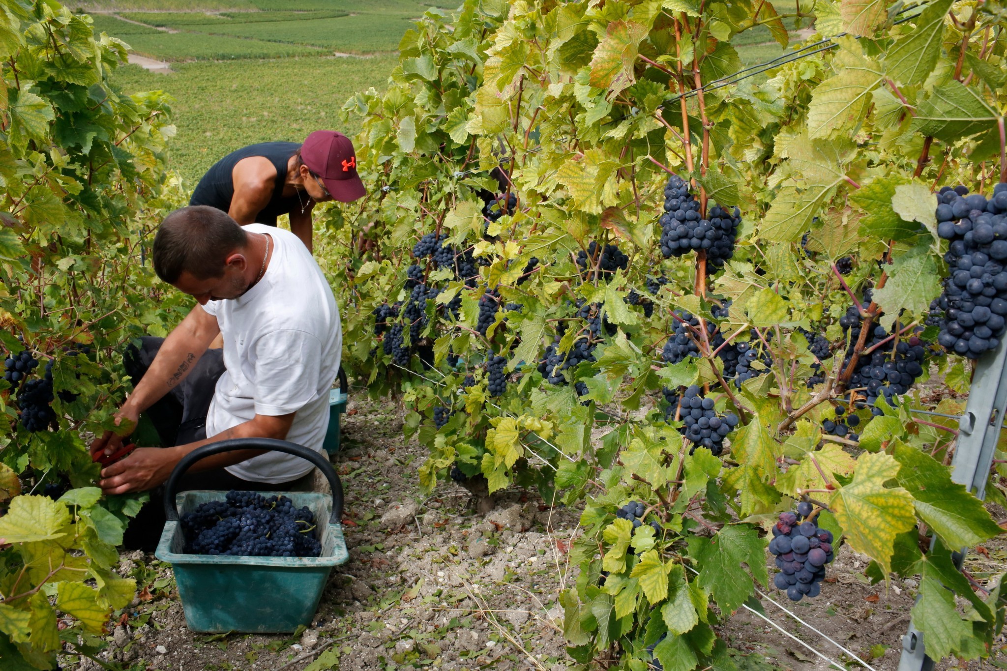 Dossier vignes Salon Vinéquip