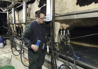 Traite des vaches et TMS