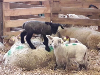 Chronique ovine sur l'économie de concentré