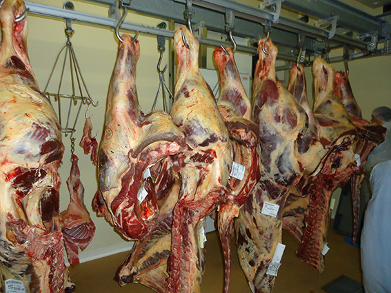 Normabev et le contrôle des carcasses bovines