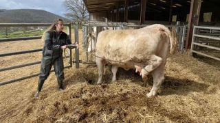Des bovins en pleine forme