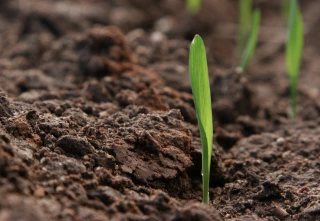 Semences et sécurité alimentaire
