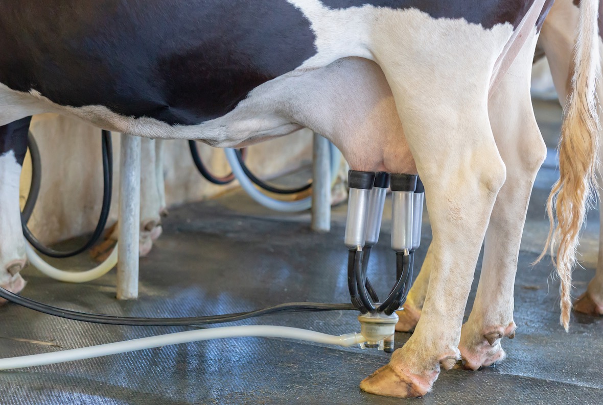 Les prix internationaux du lait bio et conventionnel presque à égalité