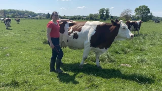 On va voir les vaches ?