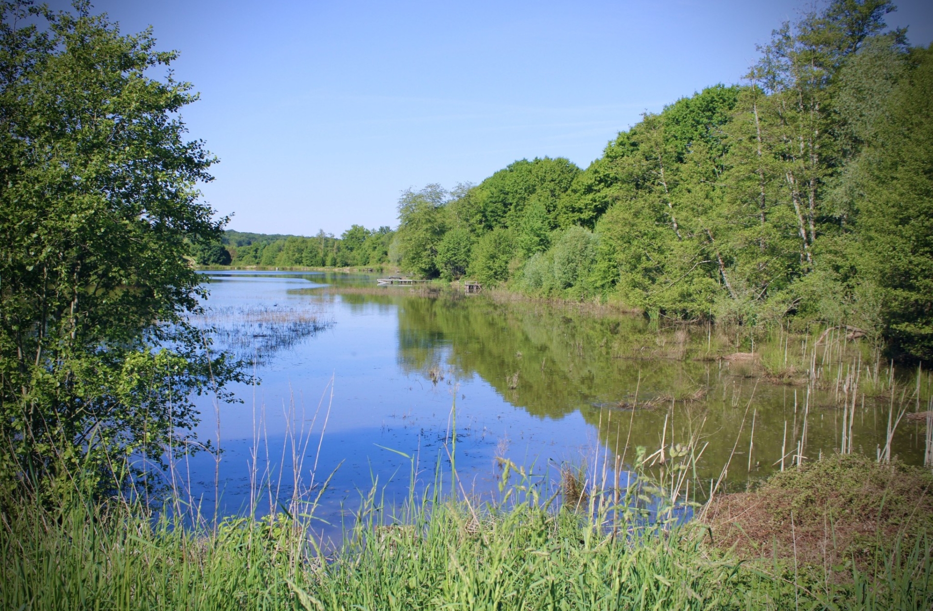 « Les étangs sont une chance pour la nature s’ils sont bien gérés  »