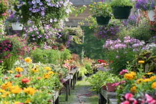 Le marché de l'horticulture en France