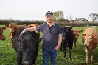 La Redyblack, une nouvelle race bovine
