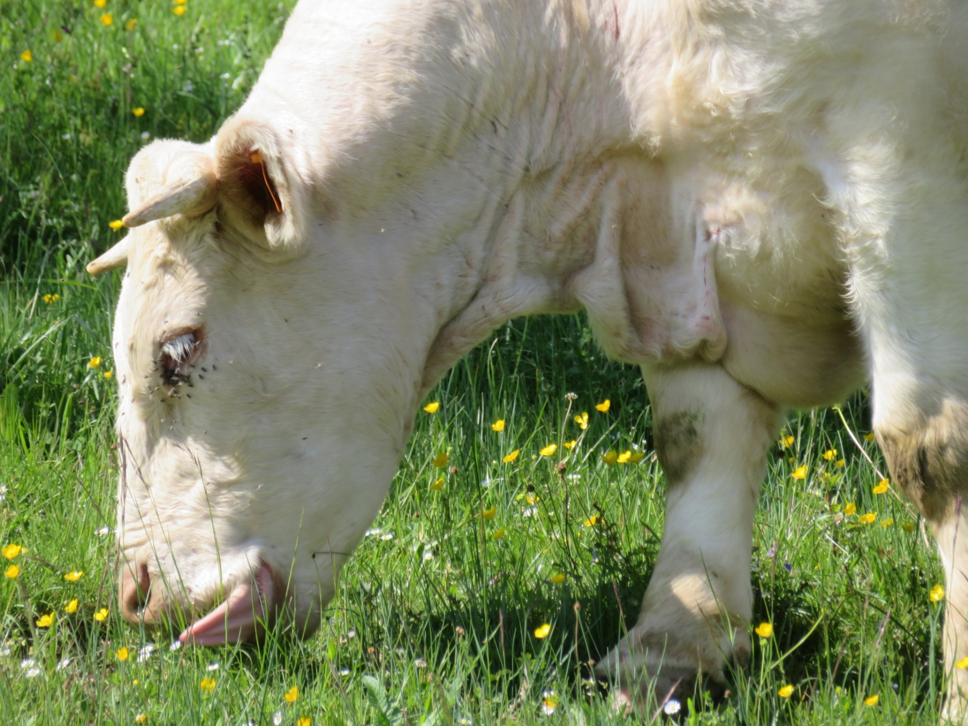 Des zones à bien penser en élevage de vaches allaitantes