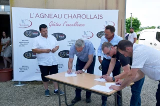 AG de l'OS mouton charollais