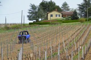 Des robots dans les vignes
