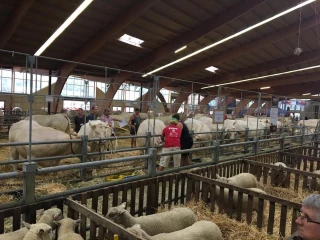 La fête du Charolais s’organise
