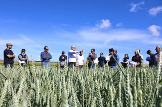 Blé tendre d'hiver : vers quoi s'orienter