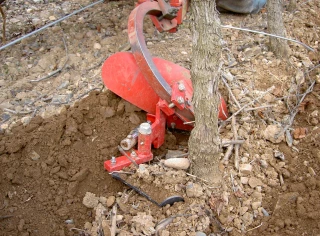 Dossier vigne : la décavaillonneuse