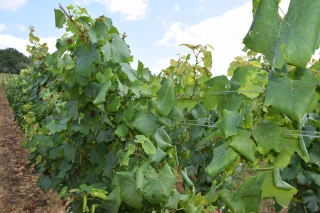 Dossier vigne : flavescence dorée