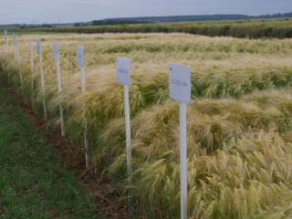 Arvalis résultats de variétés orges d'hiver