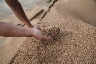 Un premier bilan des moissons dans l'Yonne avec la Chambre d'agriculture