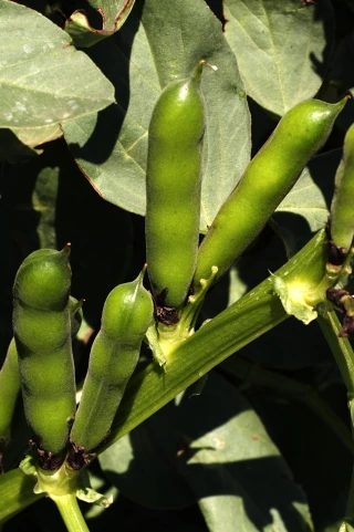 Bilan des récoltes 2022 pour la Cocébi