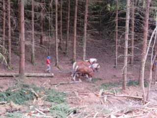 Débardage à cheval dans le Morvan