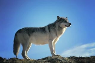 Face au loup, la santé des éleveurs est en perdition