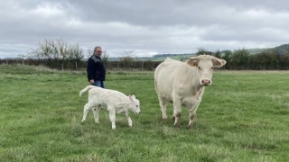 Impossible, pas charolais