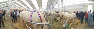 Sommet de l'élevage : un prix pour le Gaec Deboux (58)