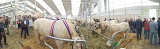 Sommet de l'élevage : un prix pour le Gaec Deboux (58)