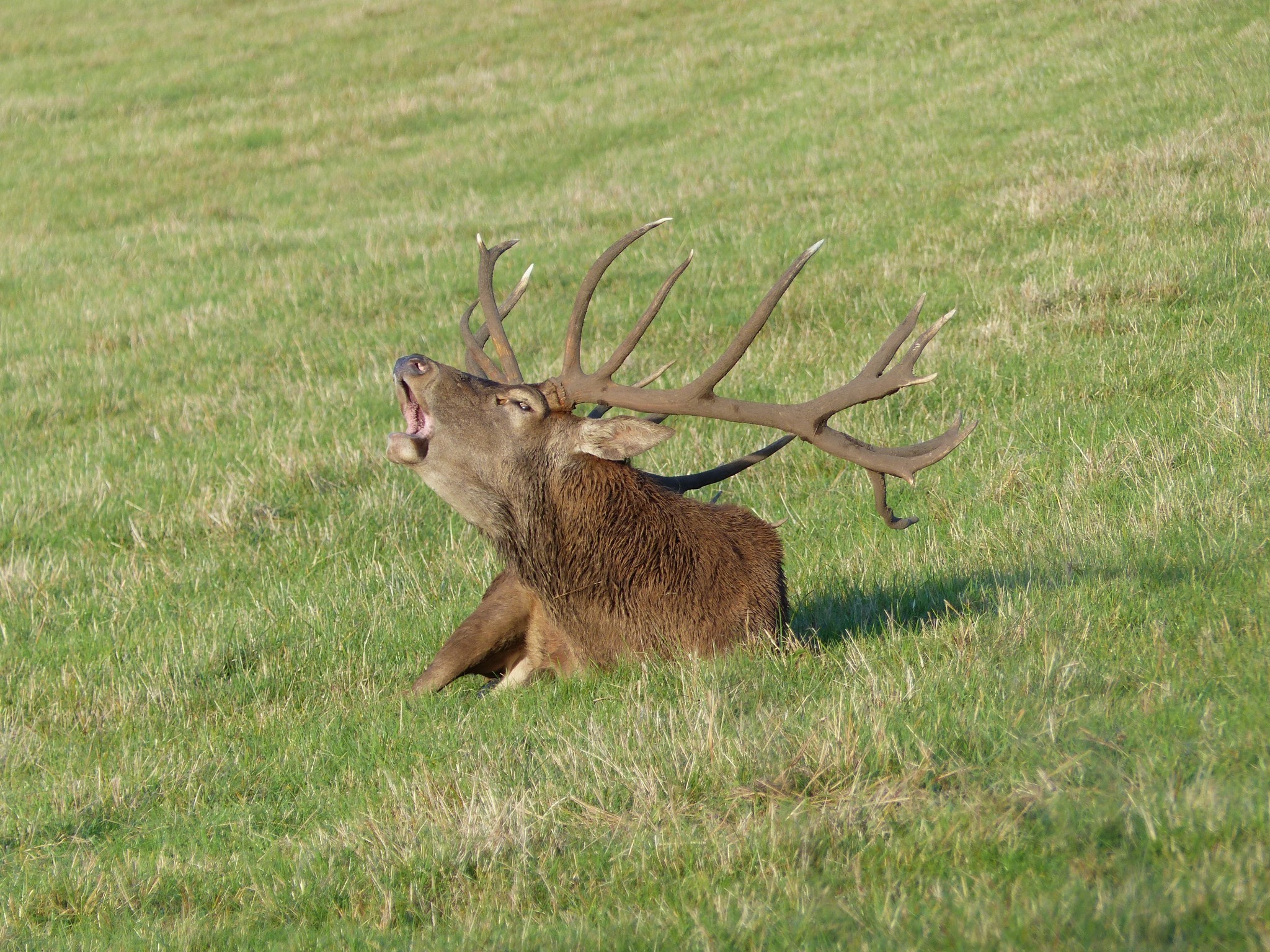 QUAND LES CERFS PERDENT LEURS BOIS (No 132) 