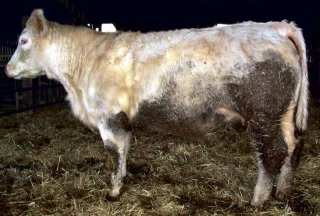 Interbev : la propreté des animaux destinés à la vente