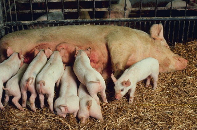 AG de l'Union régionale des groupements de producteurs de porcs et d'Interporc Bourgogne
