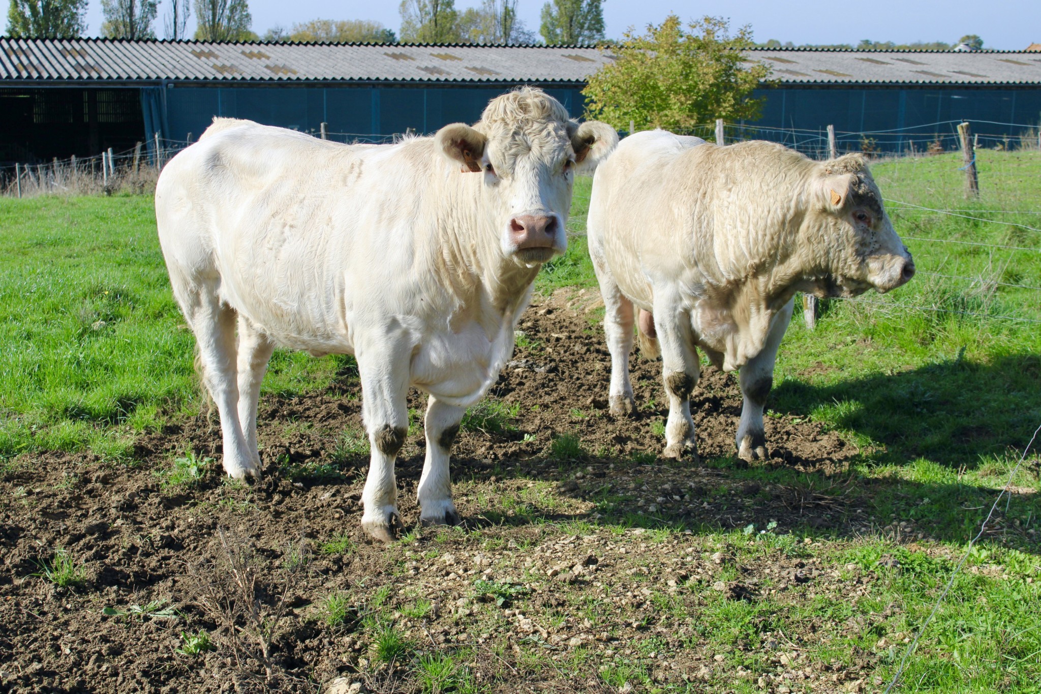 Bilan carbone et adaptation au changement climatique