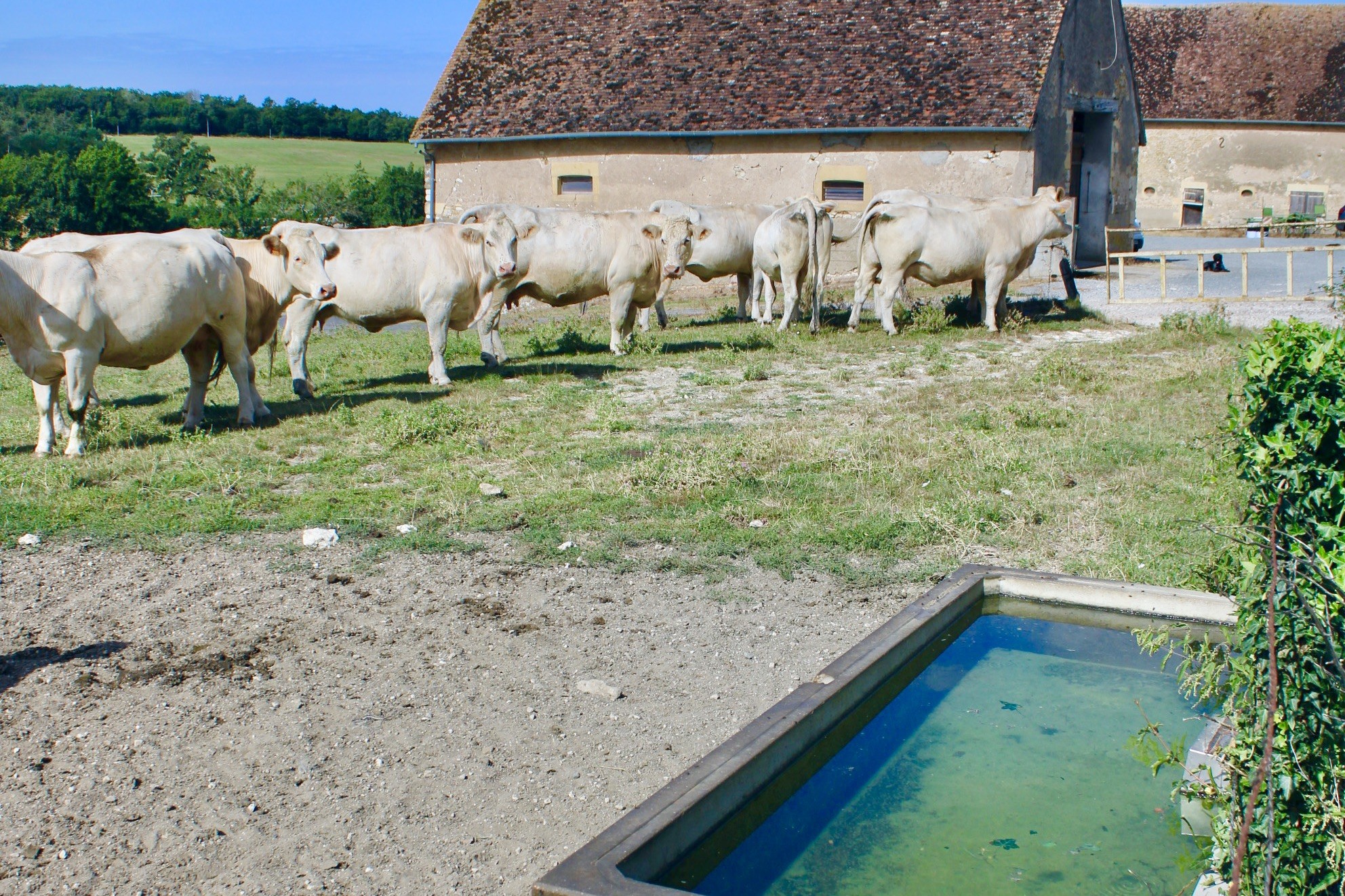 Abreuvement des animaux et accès à l'eau